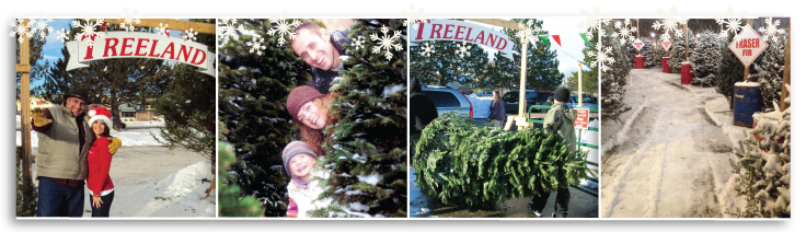 Treeland Christmas Trees